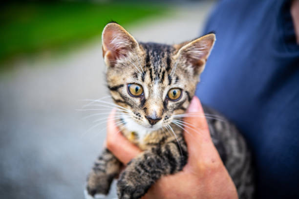 istock Adorable Tabby Kitten Being Cuddled by Loving Owner Outdoors in a Soft Focus Background 2165261318