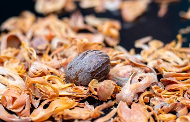 Nutmeg or Javitri with Shell Isolated on Mace or Nutmeg Aril Heap with Copy Space, Also Known as Javitri or Myristica Fragrans in Horizontal Orientation