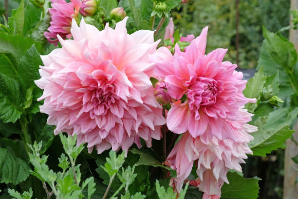 istock Pink dinner plate dahlia Ottos Thrill in flower. 2165262633