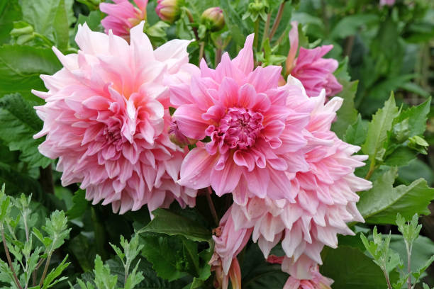 istock Pink dinner plate dahlia Ottos Thrill in flower. 2165262643