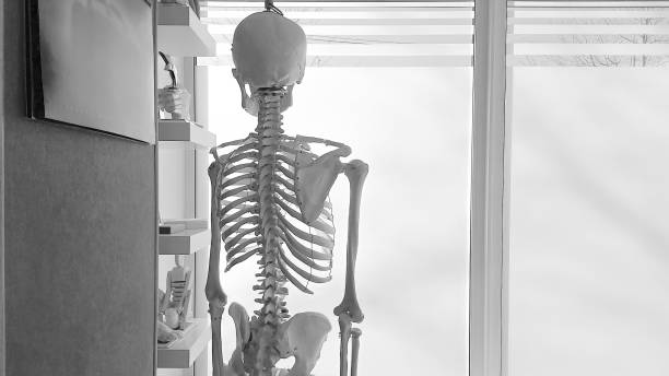 istock Skeleton model in a medical office near a window in grayscale. 2165263018