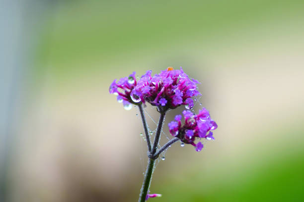 istock Purple flower 2165263925
