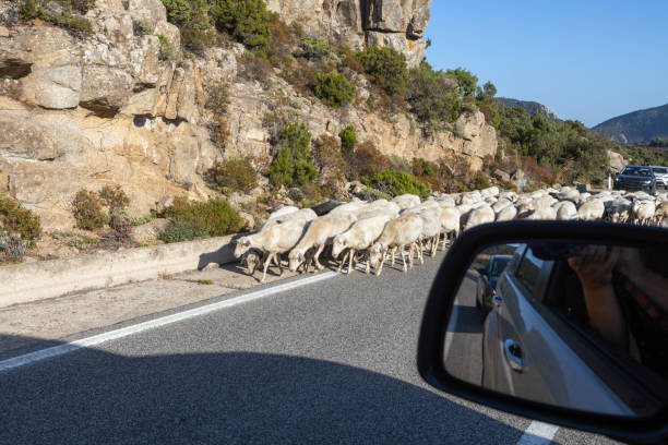 A flock of white sheep crosses a winding mountain road, with rocky cliffs and vegetation in the background, viewed from a car.