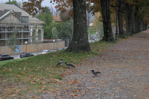 istock Ashen crows in a park on the wall of Lucca 2165264151