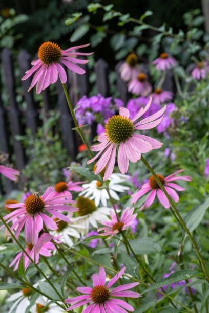 istock Pink Echinacea flowers in summer on a mixborder 2165264855