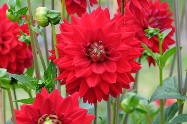 istock Bright red decorative dahlia All Directions in flower. 2165264887