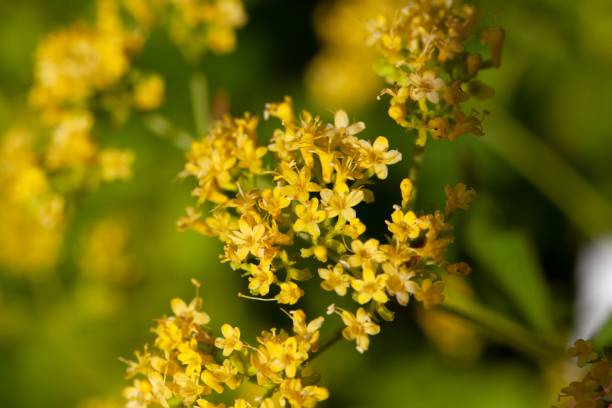 istock Swollen patrinia, Patrinia gibbosa 2165265689