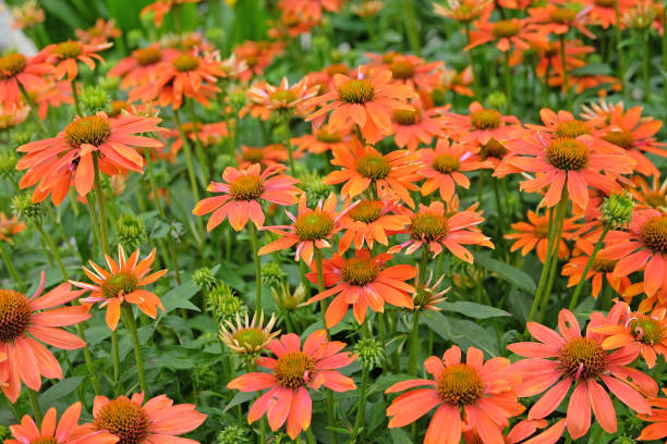istock Echinacea coneflower Sombrero Adobe Orange in flower. 2165265837