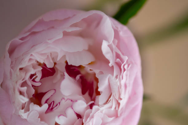 istock Smooth pink petals on a peony flower blossoming close up still 2165265868