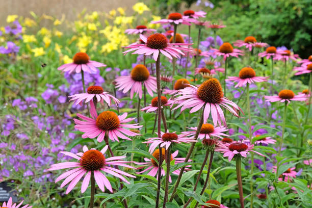 istock Pink coneflower, Echinacea purpurea Rubinstern in flower. 2165265943