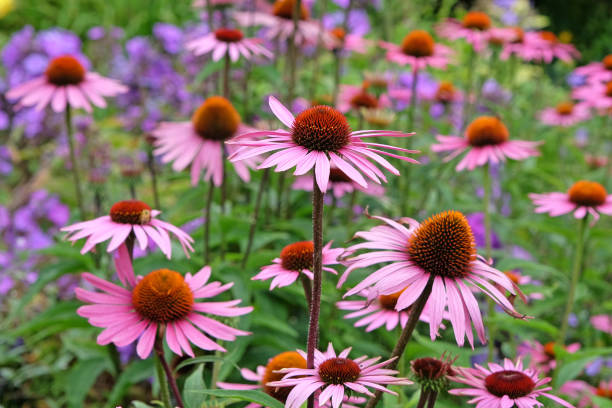 istock Pink coneflower, Echinacea purpurea Rubinstern in flower. 2165265954
