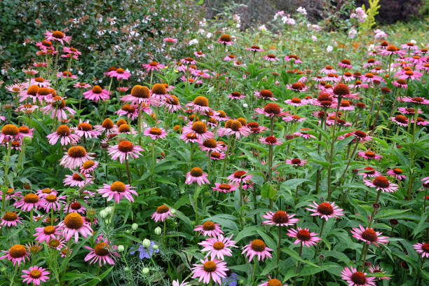 istock Pink coneflower, Echinacea purpurea Rubinstern in flower. 2165265973