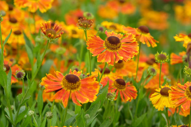 istock Orange and yellow Helenium sneezeweed Waltraut in flower. 2165266064