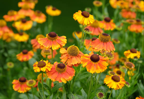 istock Orange and yellow Helenium sneezeweed Sahins Early Flowerer in flower. 2165266092