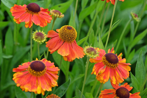 istock Orange and yellow Helenium sneezeweed Sahins Early Flowerer in flower. 2165266198