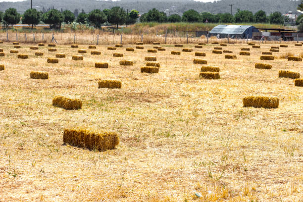 View of straw bales on the harvested field of wheat.