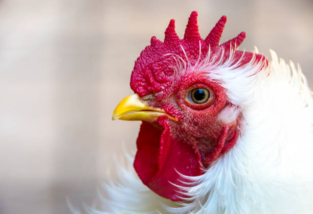 Risco Fitossanitário Ameaça o Agronegócio Brasileiro. Imagem: Istockphoto.com Risco Fitossanitário Ameaça o Agronegócio Brasileiro. Imagem: Istockphoto.com