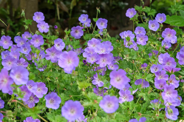 istock Purple hardy geranium cranesbill Rozanne in flower. 2165267445