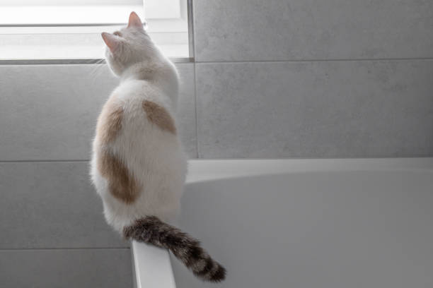 A pet cat being washed in the shower.