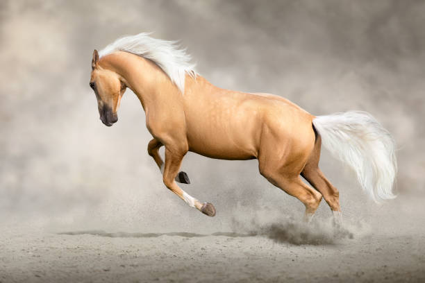 istock Akhal teke horse free run 2165270800