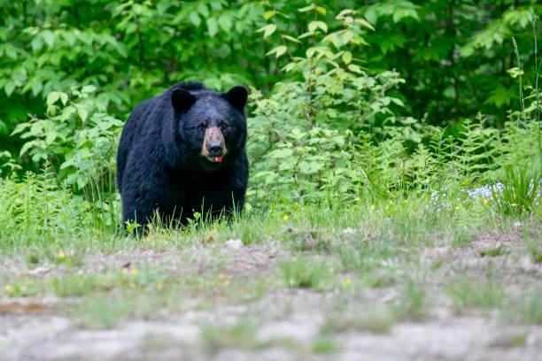 istock Black Bear Foraging in the Woods In Massachusetts 2165271732