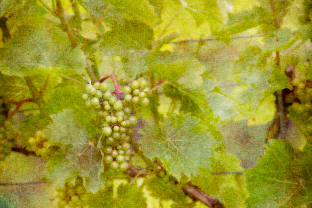 Clusters of ripe grapes hang from green vines close to a cozy house. The sunlight filtering through the leaves adds warmth to the late summer atmosphere - nature and landscape, food and drink