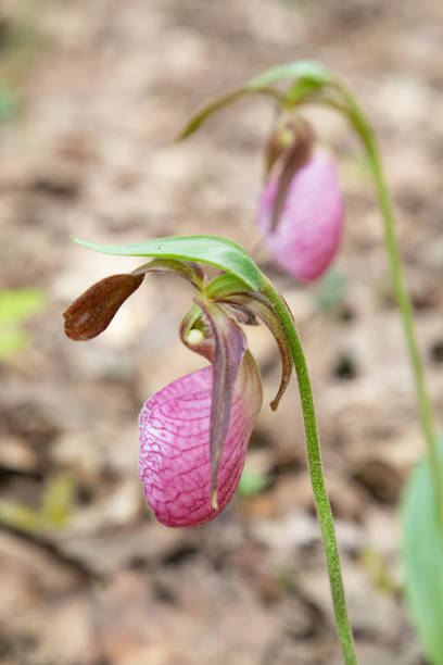 istock Wild Lady Slippers in the Woods 2165271856