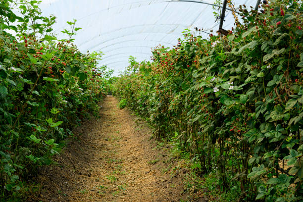 Rows of ripening blackberries, on the vine. under a protective canopy.Taken in Watsonville, California, USA.