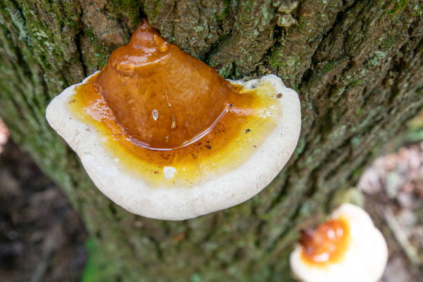 istock Mushroom in the Dense Forest 2165273130