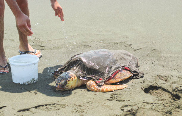 istock A man trying to keep a tired and sick loggerhead turtle (caretta caretta), washed up on the beach, alive and safe. 2165274769