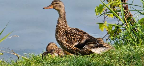istock Duck with its babies sitting by the lake 2165275077