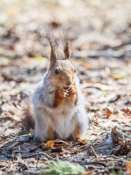istock Squirrel in autumn or spring with nut on the green grass with fallen yellow leaves 2165276574