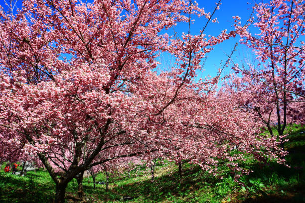 istock Cherry Blossoms blooming on the branches with blue sky background 2165278382