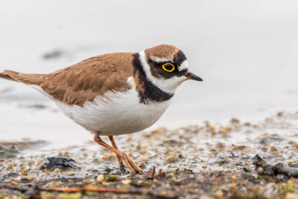 istock Little ringed plover (Charadrius dubius), bird standing on the lake shore 2165278595
