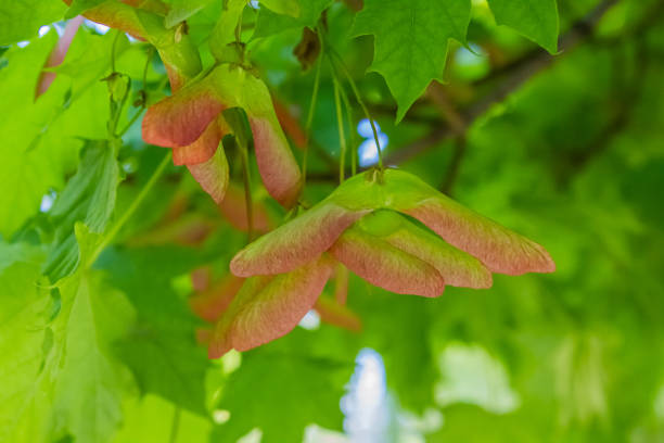 dried acacia leaves