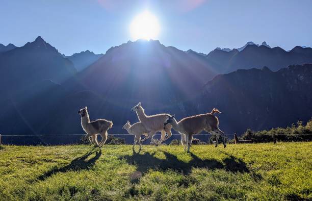 istock Alpaca Family Running in Machu Picchu 2165281686