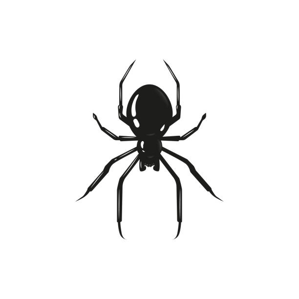 50+ White Widow Stock Illustrations, Royalty-Free Vector Graphics