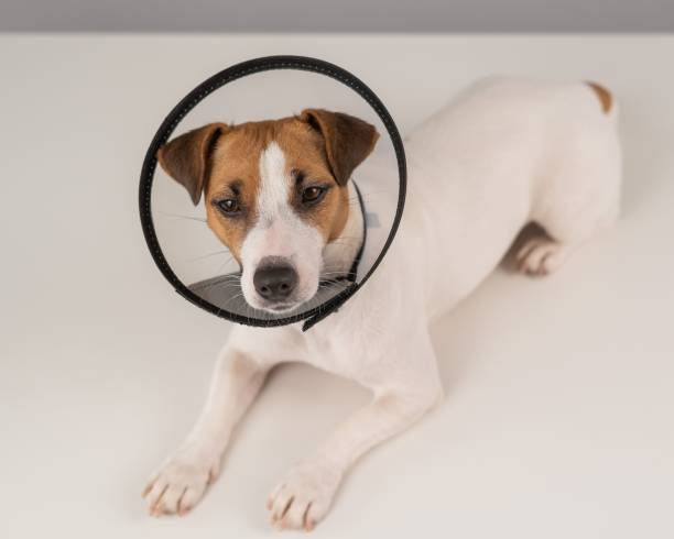 istock Jack Russell Terrier dog in plastic cone after surgery. 2165284308