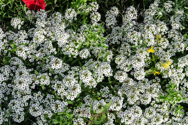 istock White Alyssum flowers in a garden 2165285753