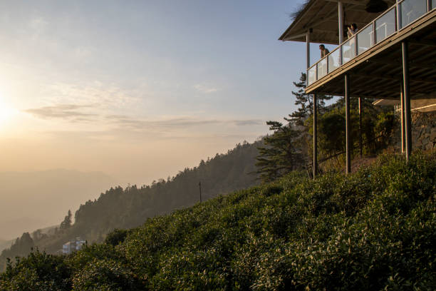 Moganshan, China- 29 Nov, 2023: Tea plantation in Moganshan, China. Moganshan white tea is among the most famous and aromatic teas in China