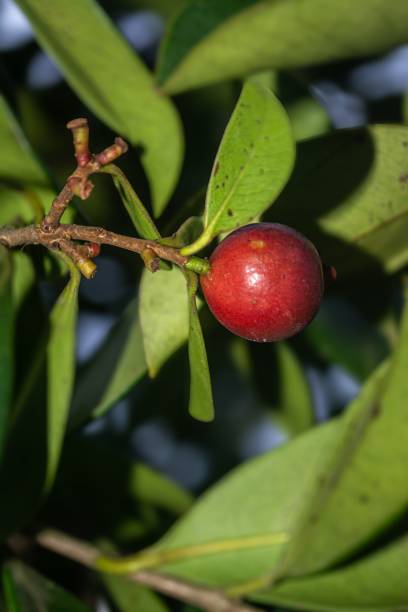 istock red guava on tree in Colombian forest 2165287596