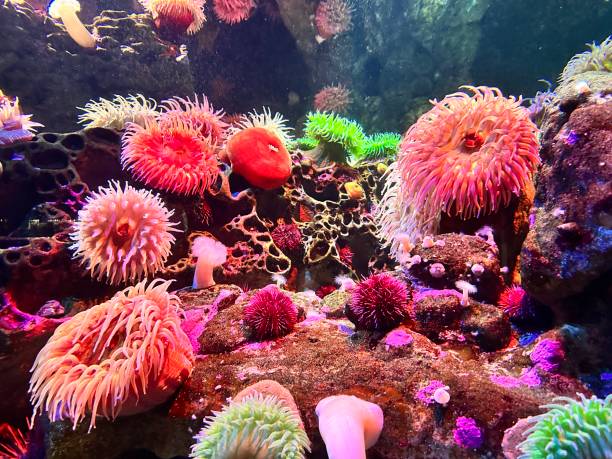istock colorful corals and starfish and anemones 2165288714