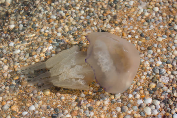 istock a jellyfish on a sandy beach. Marine inhabitant 2165289345