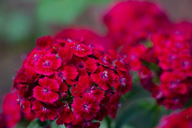 istock red Turkish carnation flowers growing in a flower bed 2165289639
