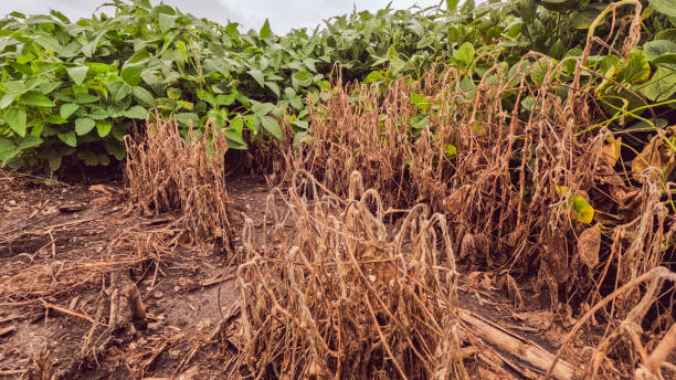 istock Wilted and Dry Soybean Plants 2165289661