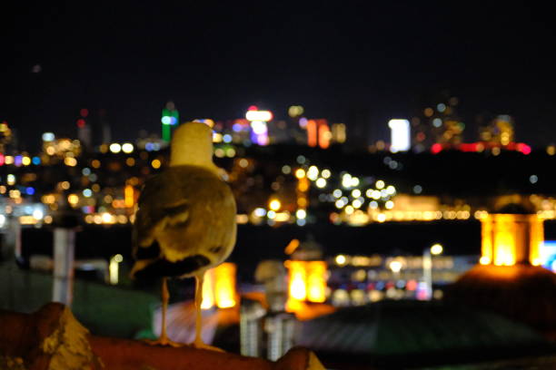 A white seagull watches the Bosphorus from the rooftop of a building in the dark of night.