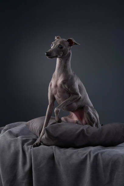istock Relaxed Italian Greyhound 2165292724
