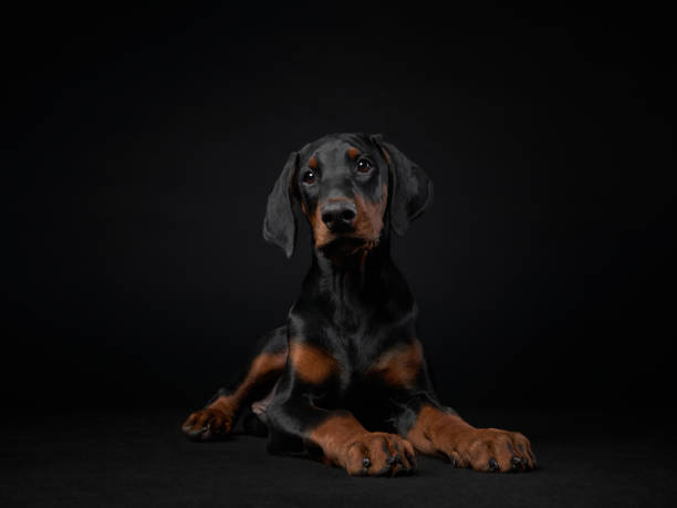 Relaxed Doberman Puppy