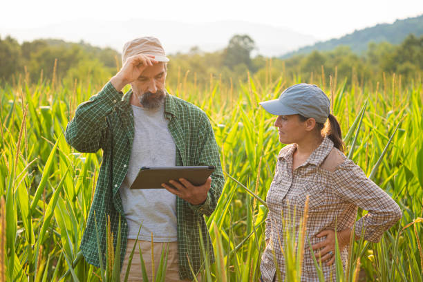 istock Smart Farming. Farmers Use Tablet in Corn Field at Sunset. 2165293011