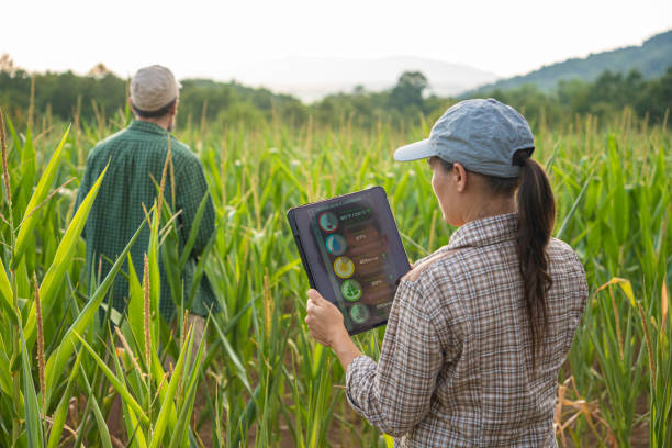 istock Smart Farming. Farmers Use Tablet in Corn Field at Sunset. 2165293014
